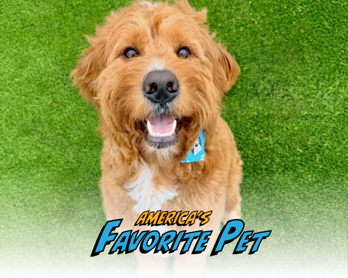 americasfavpet.com
