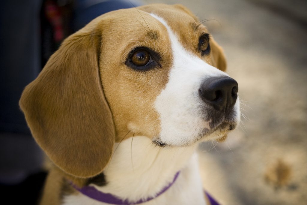 beagle-1024x683.jpg
