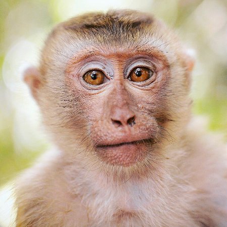 Monkey Hill (Phuket Town) - 2020 All You Need to Know Before You Go (with  Photos) - Phuket Town, Thailand | Tripadvisor