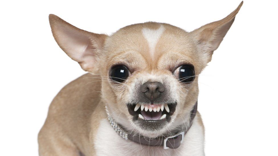 _90749417_angrydog.jpg