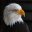 www.messagetoeagle.com