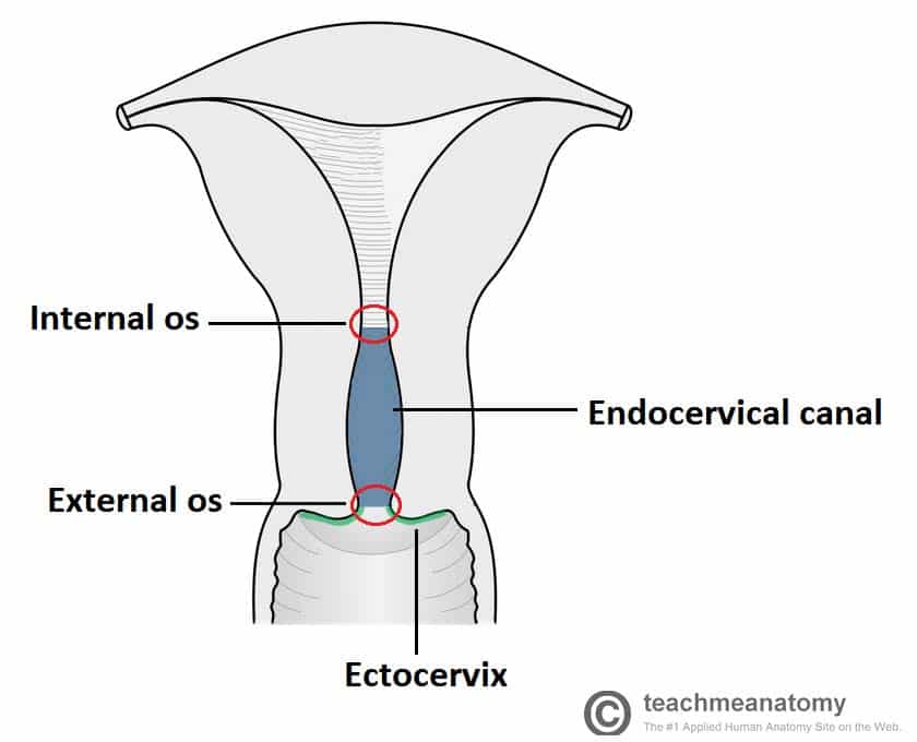 Parts-and-Anatomy-of-the-Cervix.jpg
