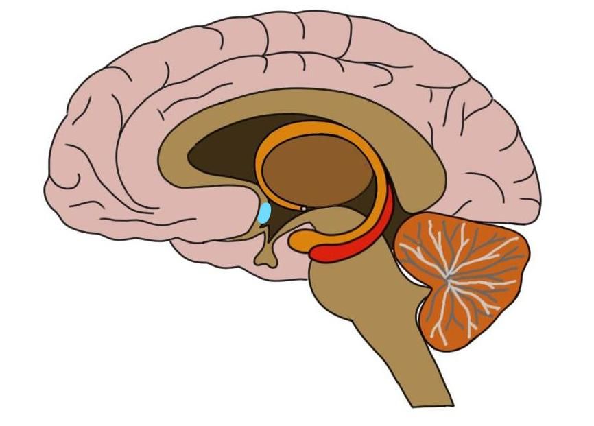neuroscientificallychallenged.com
