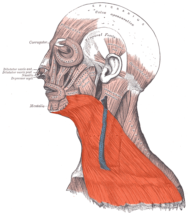 Platysma.png