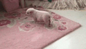 piglet GIF
