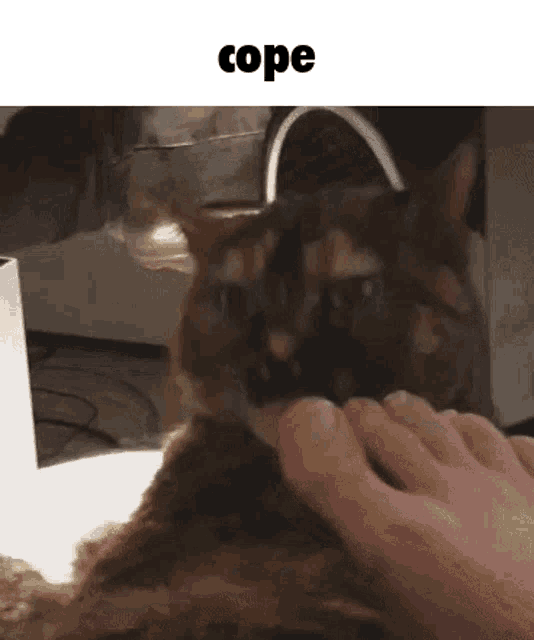 cope-cat-cope.gif