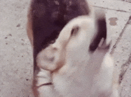 Mad Dog GIF by Archives of Ontario | Archives publiques de l'Ontario'Ontario