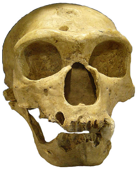 https://ccschmitt.github.io/img/470px-Homo_sapiens_neanderthalensis.jpg