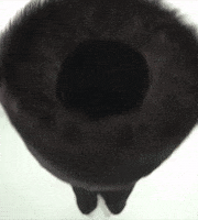 200.gif