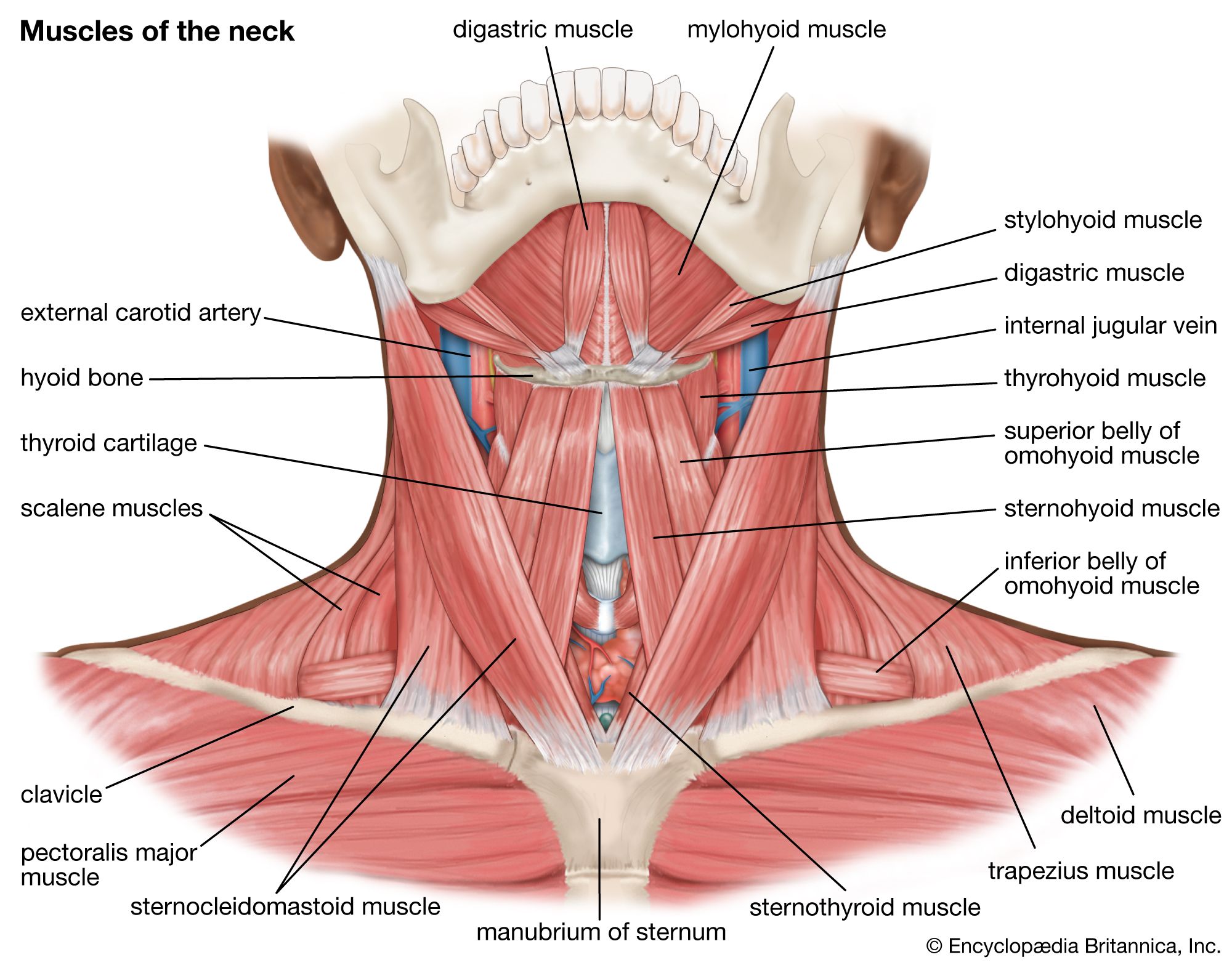 Muscles-neck.jpg