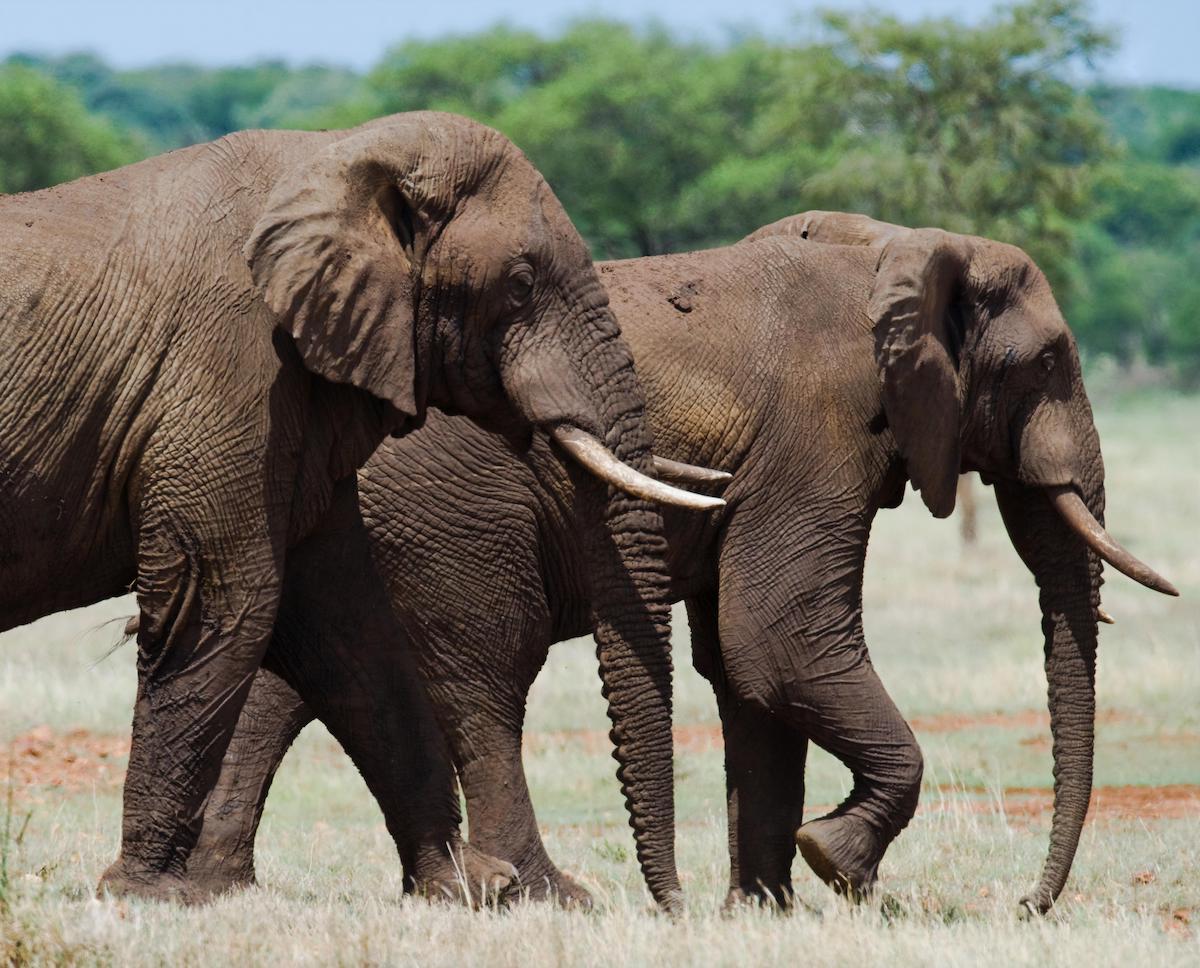 africawanderlust.com