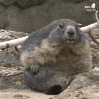 Groundhog Day Scratch GIF by Zoo Berlin