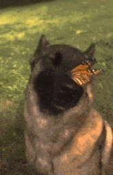 No Enemies GIF - No enemies - Discover & Share GIFs