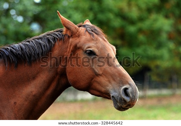 beautiful-brown-horse-head-600w-328445642.jpg