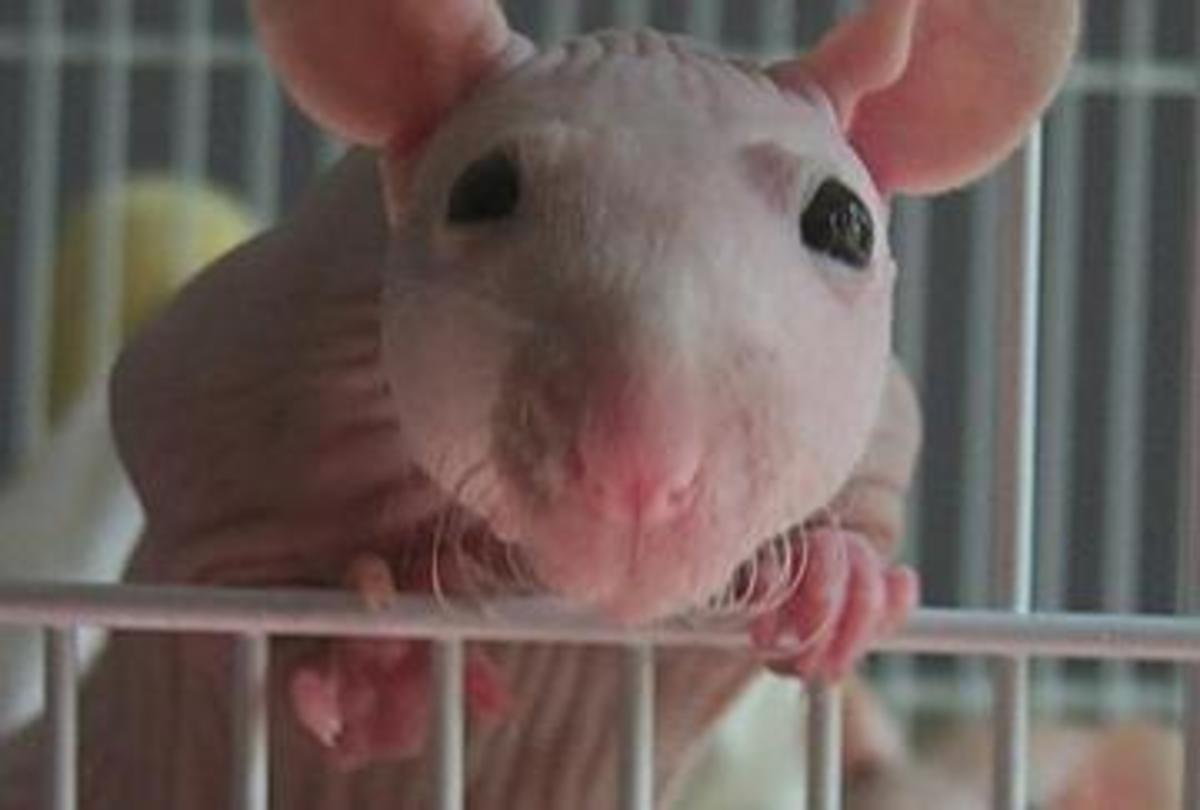 how-to-breed-healthy-furless-rats.jpg