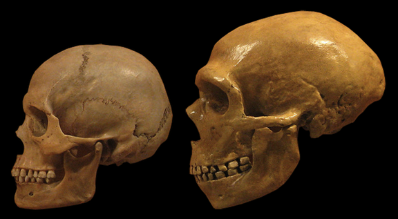 Image result for neanderthal vs human skull