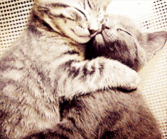 cat cuddle GIF