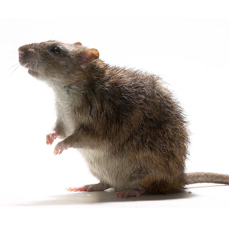 Rat-7-1.jpg