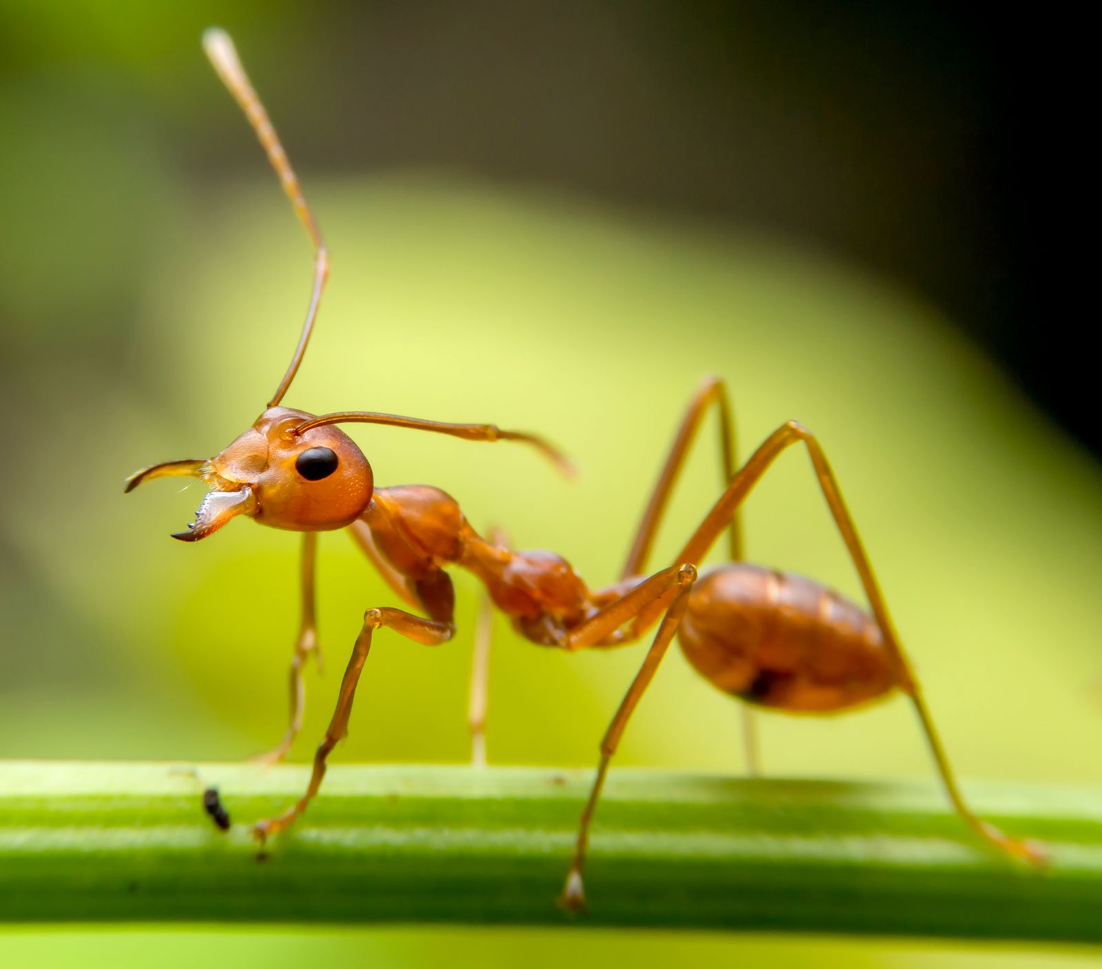 Red-ant-on-a-green-branch.jpg