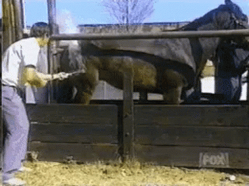 a man is standing next to a horse in a fenced in area that says fox on the bottom