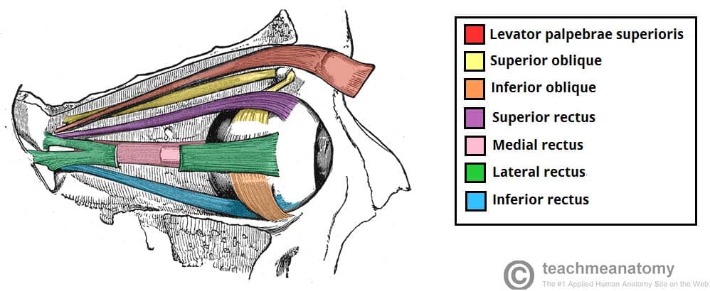 teachmeanatomy.info