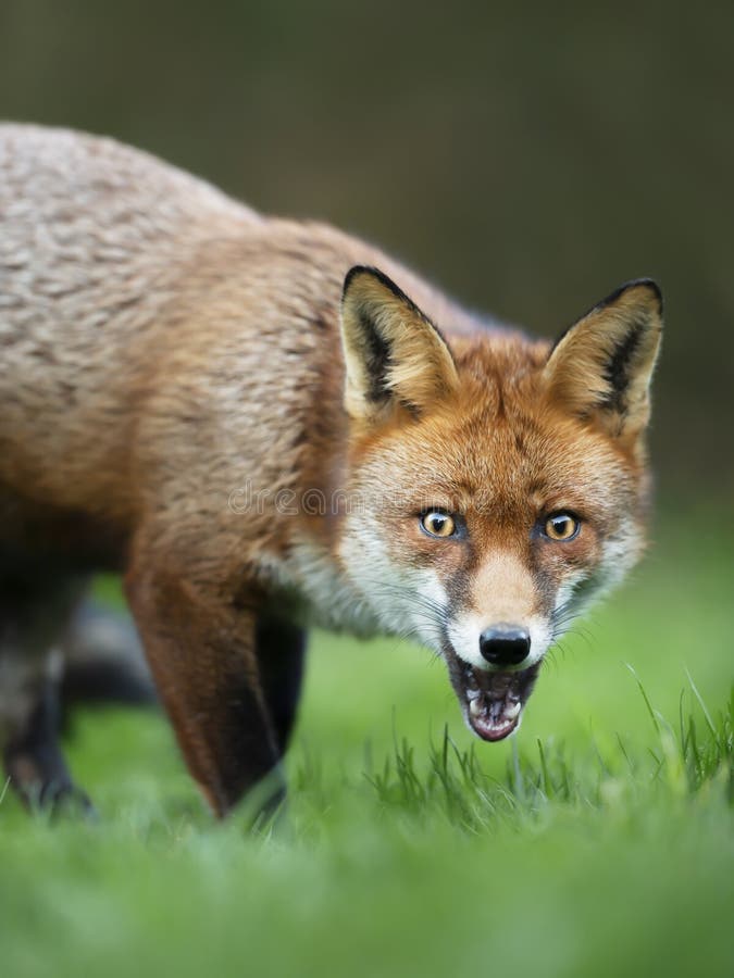 close-up-surprised-red-fox-standing-grass-vulpes-194211918.jpg