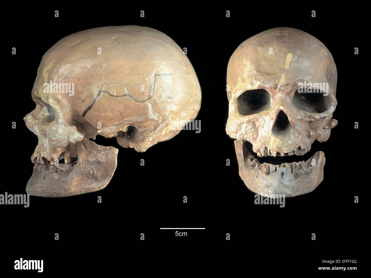 homo-sapiens-cranium-cro-magnon-1-DTF1G2.jpg