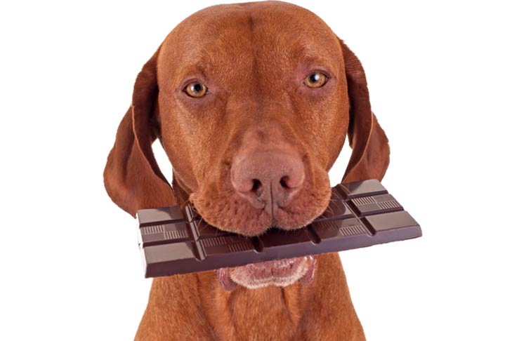 Vizsla-Chocolate.jpg