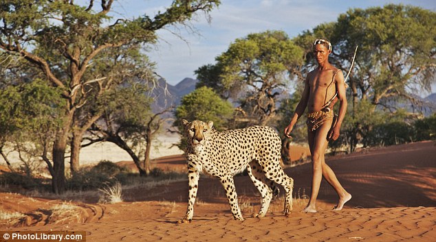 Walking with cheetahs... the big cats of the Kalahari who are man's best  friend | Daily Mail Online