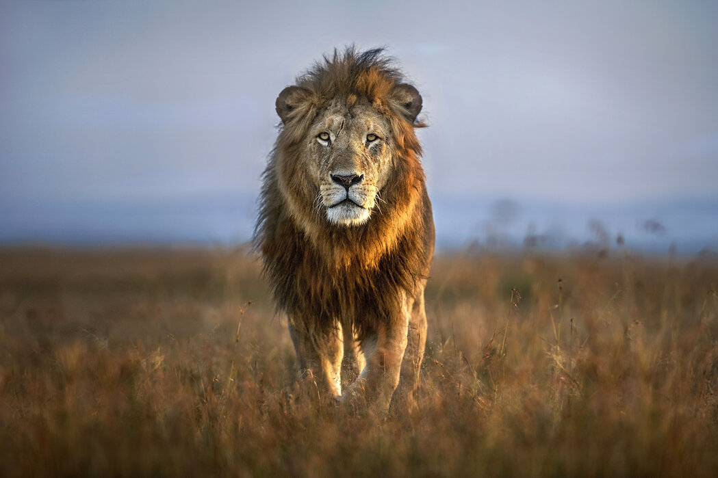 lion-close-up.jpg