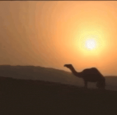 camel-sunset.gif