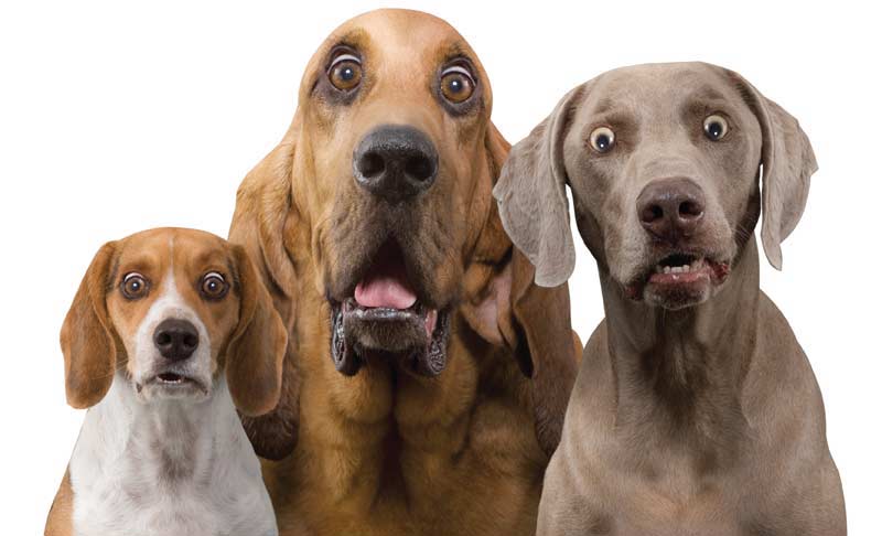 130431001-dogs_surprised.jpg