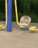 Dog Swinging GIF