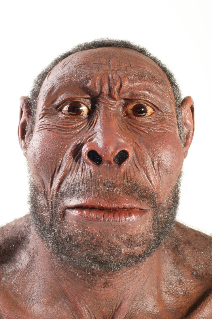 27b78322ff78d9514d1b61f37bfe55ac--homo-fossil.jpg