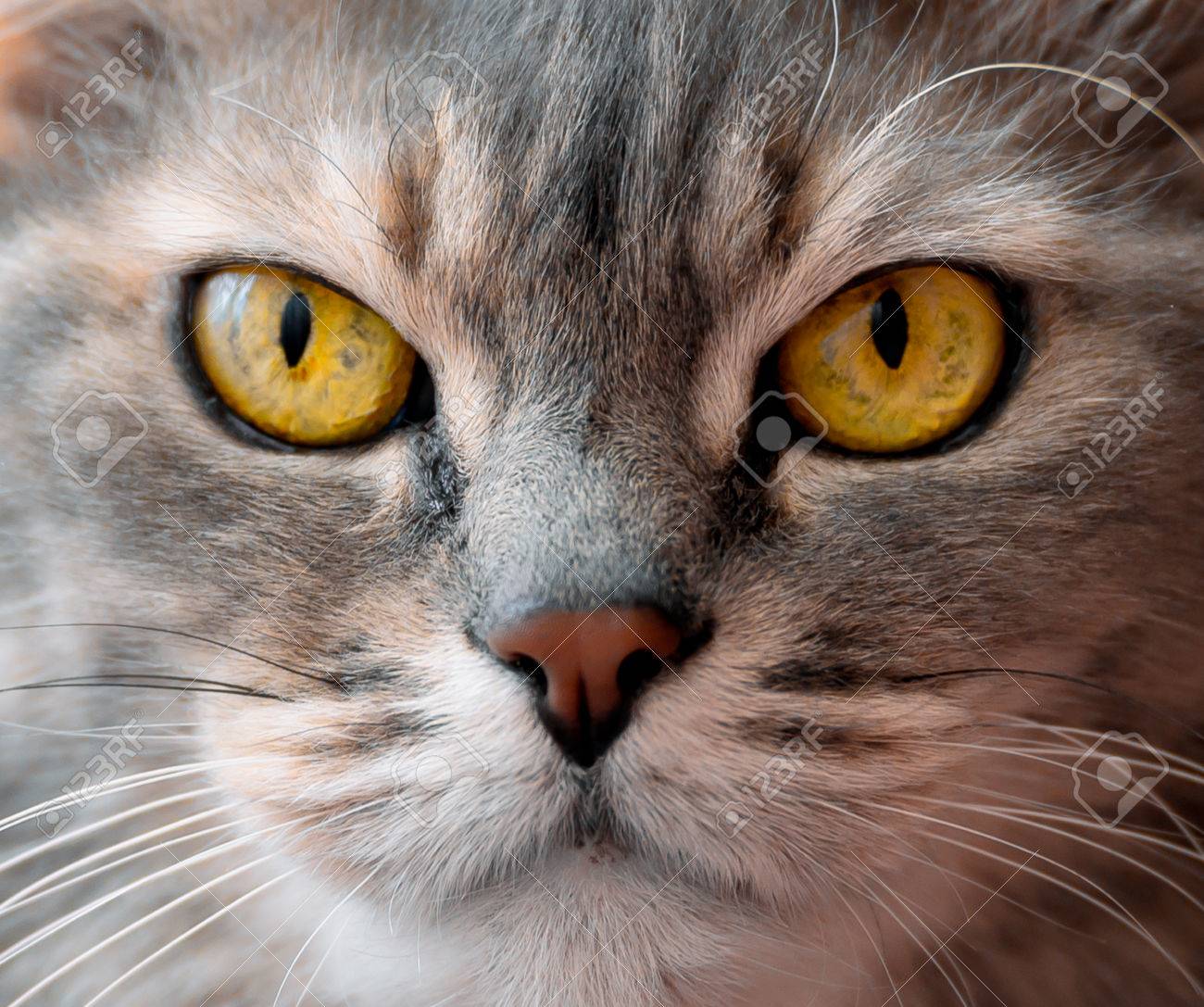 75485255-yellow-eyes-cat-portrait-close-up-serious-look-hunting.jpg