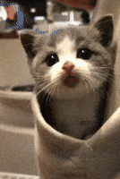 Kitten Aww GIF
