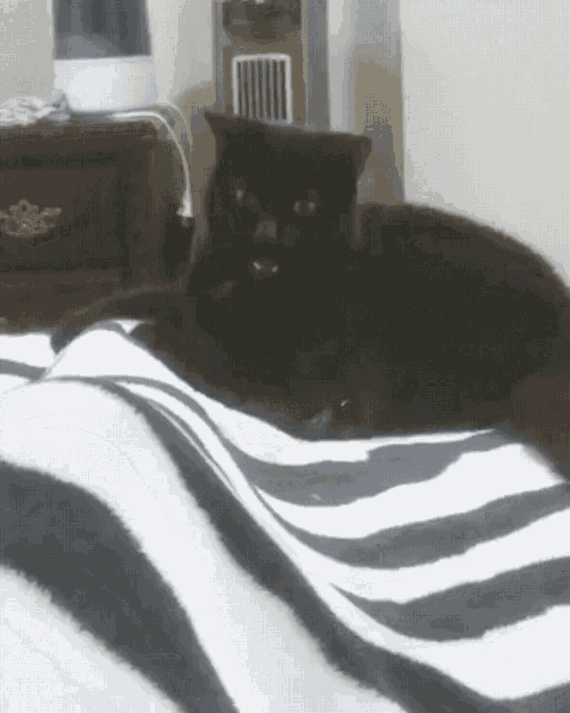 kitty-windup.gif