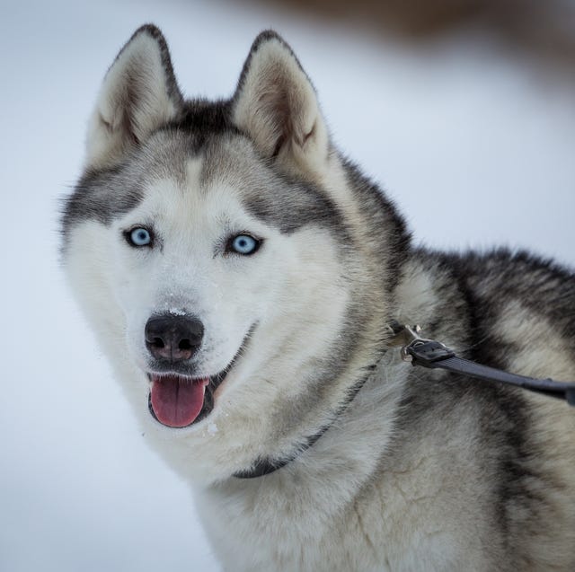 dogs-with-blue-eyes-siberian-husky-1576856235.jpg