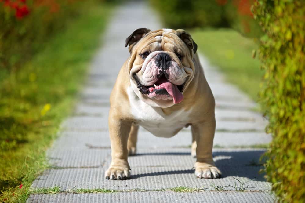 english-bulldog-on-a-garden-smiling.jpg