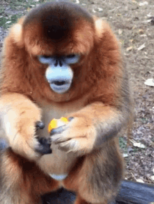 zurdinho-golden-monkey.gif