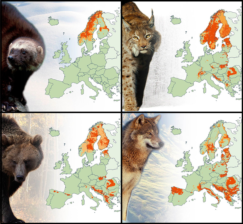 Large carnivores of Europe - Vivid Maps