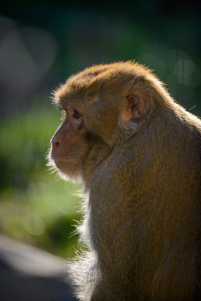 depositphotos_88609884-stock-photo-portrait-of-monkey.jpg