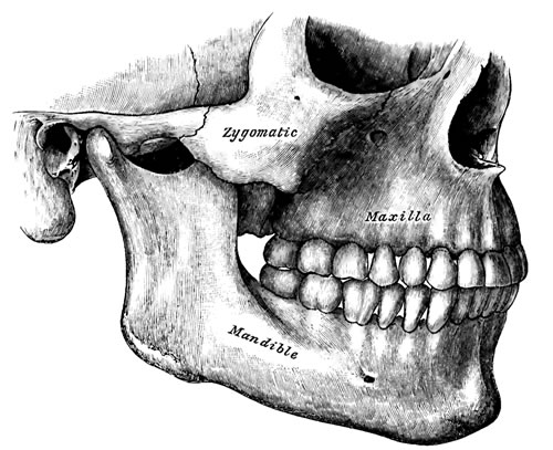 bones-of-the-jaw-ntoms.jpg