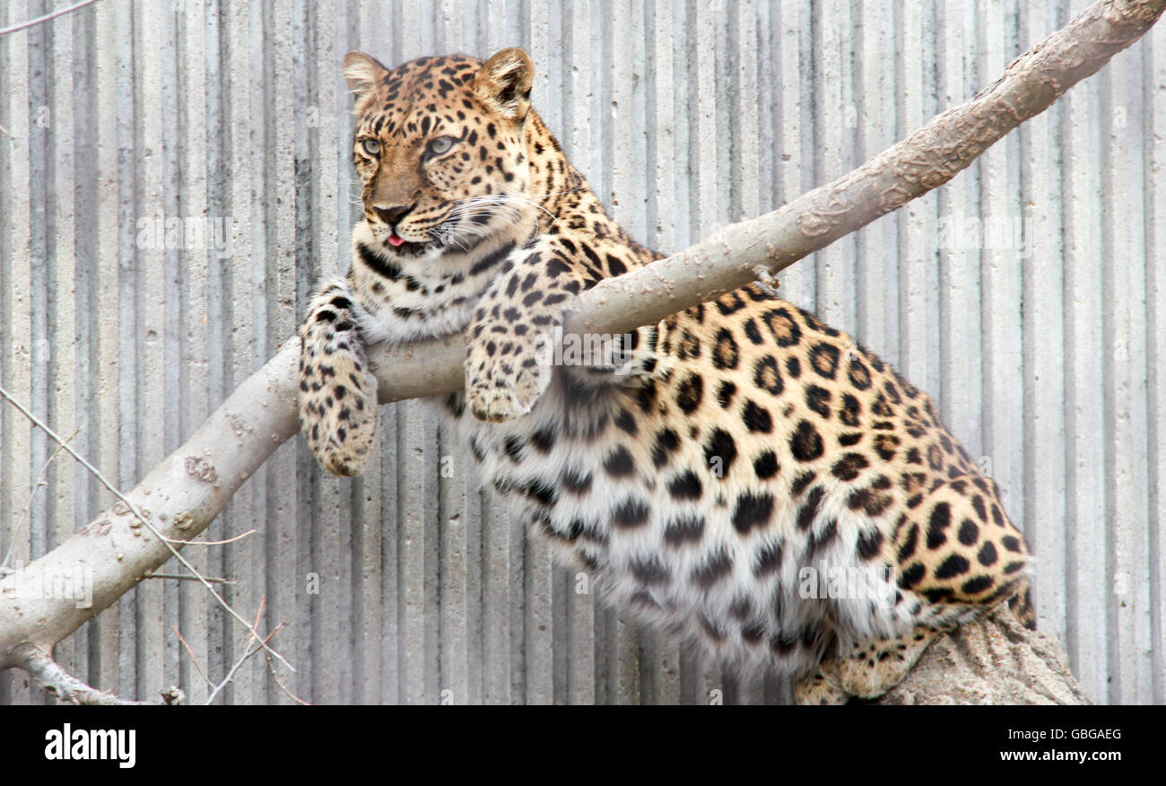Fat Leopard High Resolution Stock Photography and Images - Alamy