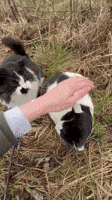 200.gif