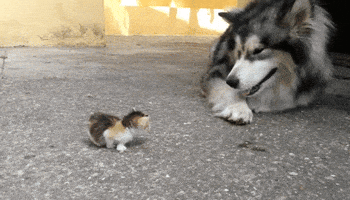 dog kitten GIF
