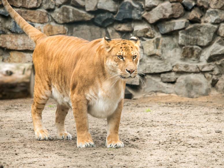 liger-facts.jpg