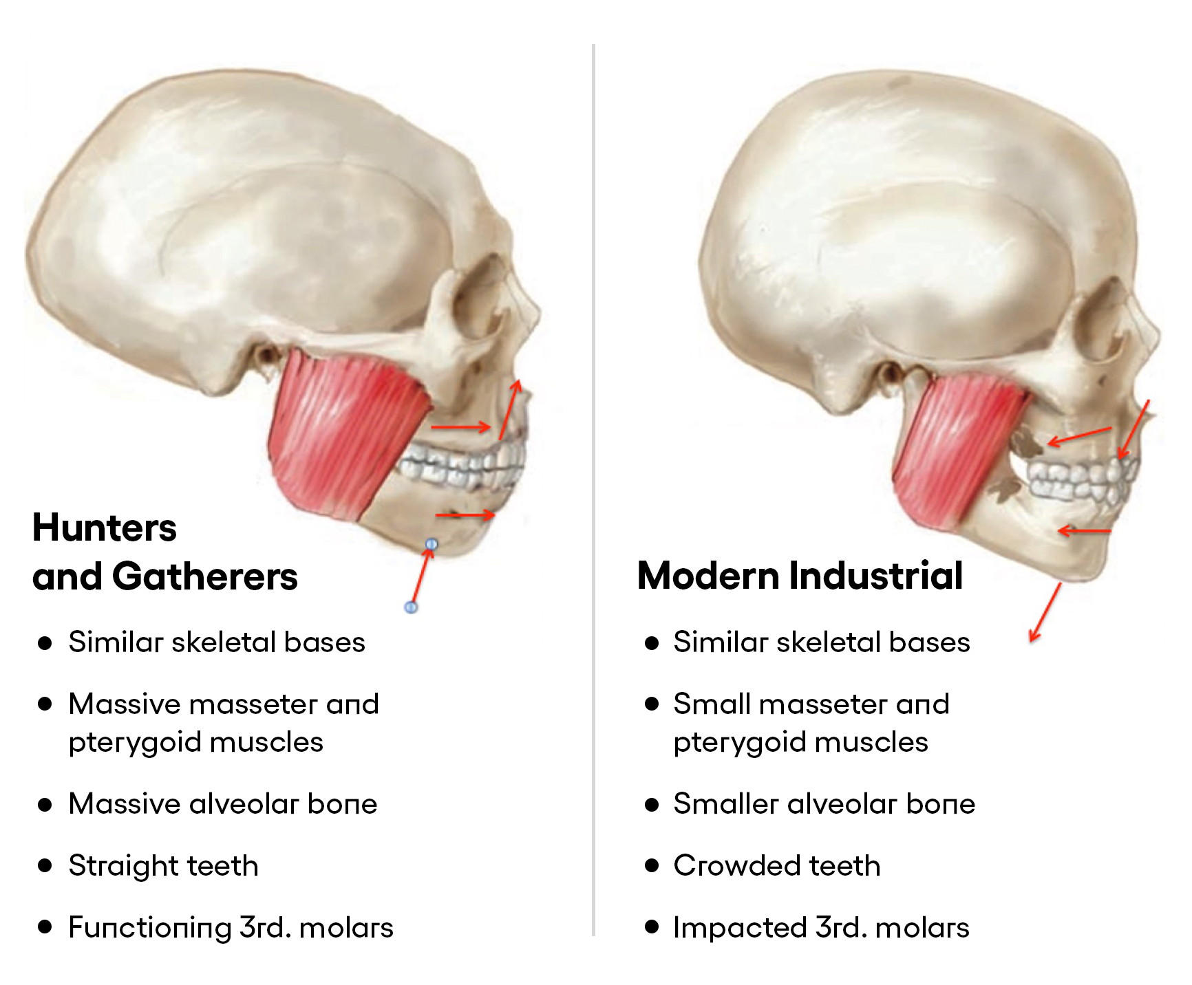 Image result for modern skull size