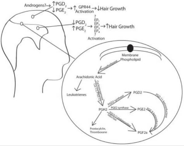 arachidonic-acid-cascade-1-600x475.jpg