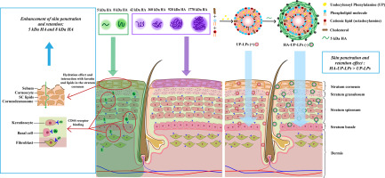 www.sciencedirect.com